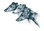 Greyhound Rescue West of England